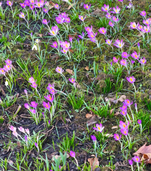 fruehling_2026.2jpg.jpg fruehling_2026.2jpg.jpg