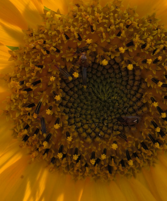 sonnenblume.jpg